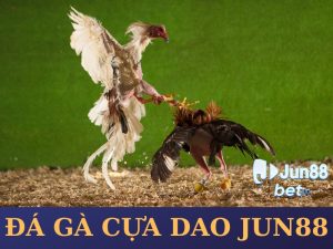 Đá gà cựa dao Jun88 - Cược đâu thắng đó kèo tốt 2024