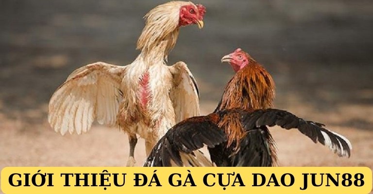 Giới thiệu bộ môn đá gà cựa dao 